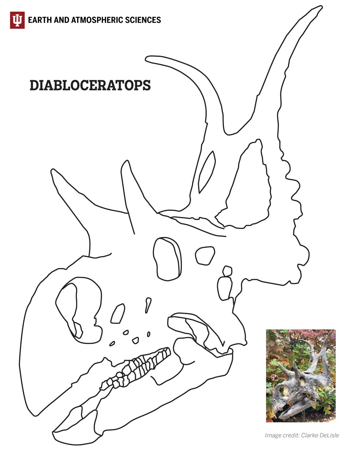 line drawing of the head of a diabloceratops