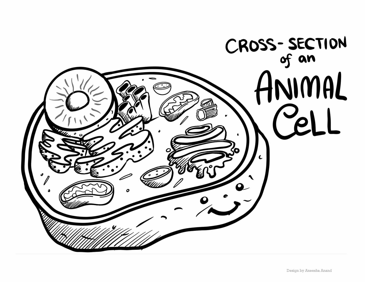 A coloring page of a cross-section of an animal cell.