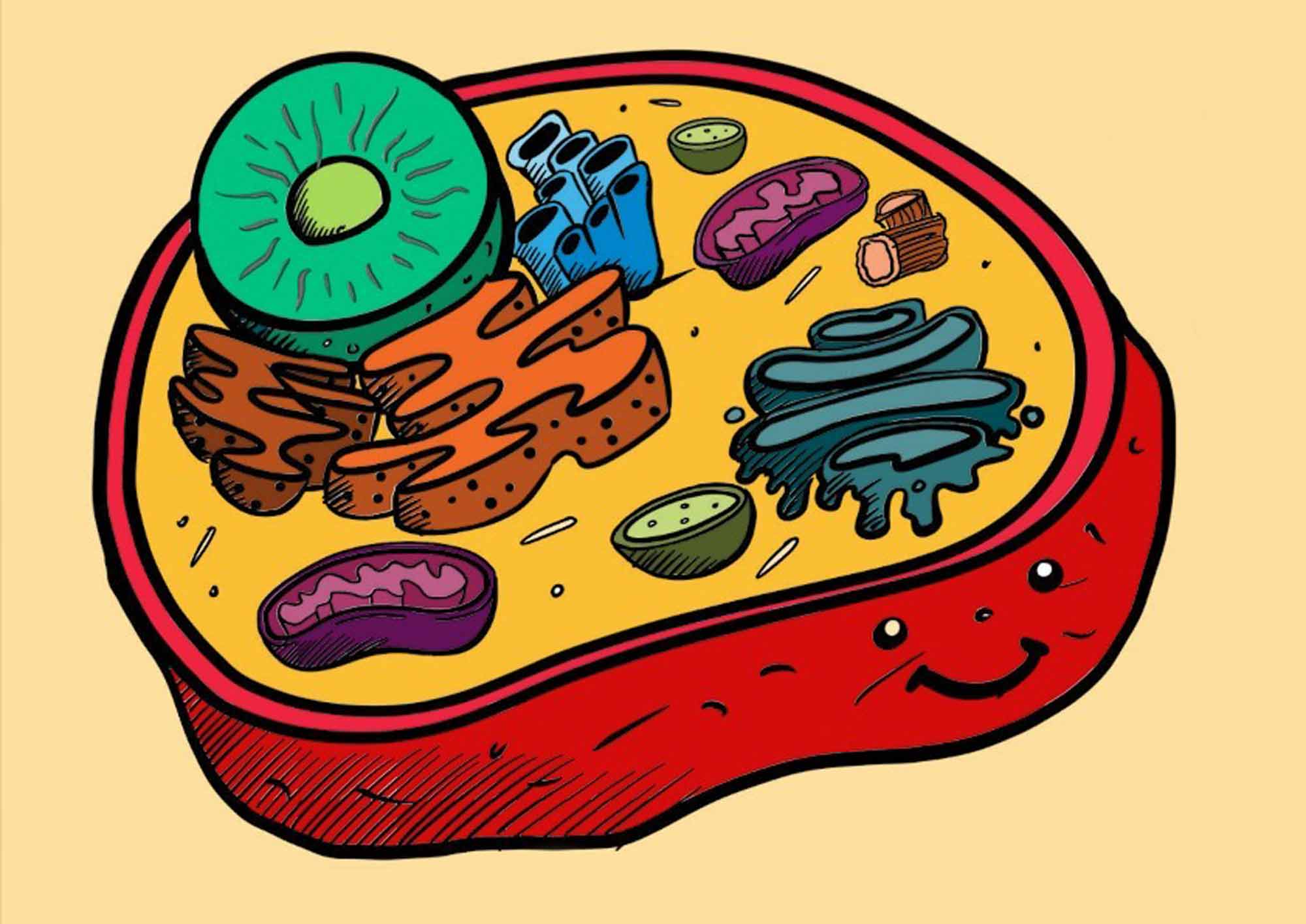 A colorful cartoon illustration of an animal cell.