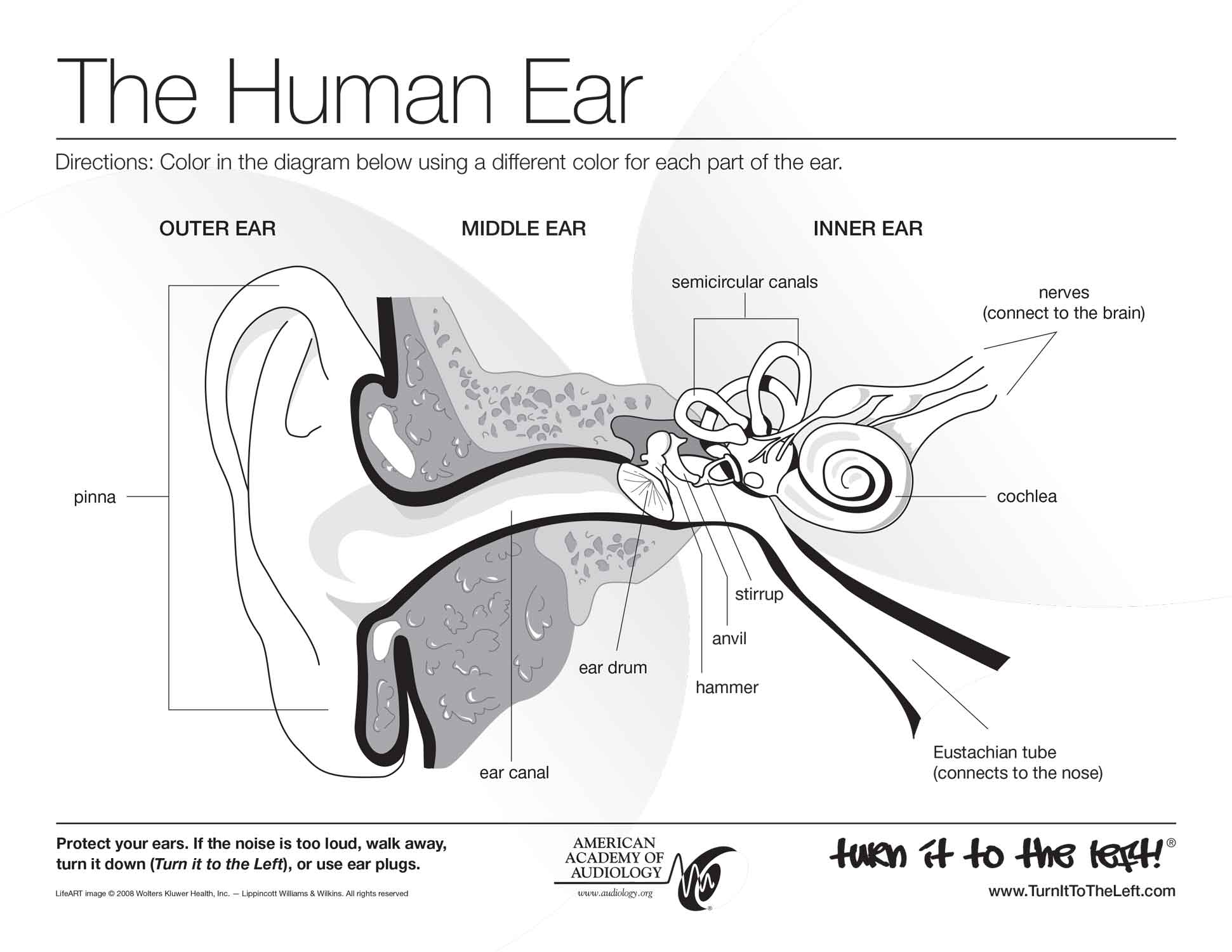 Human Ear Anatomy Coloring Diagram