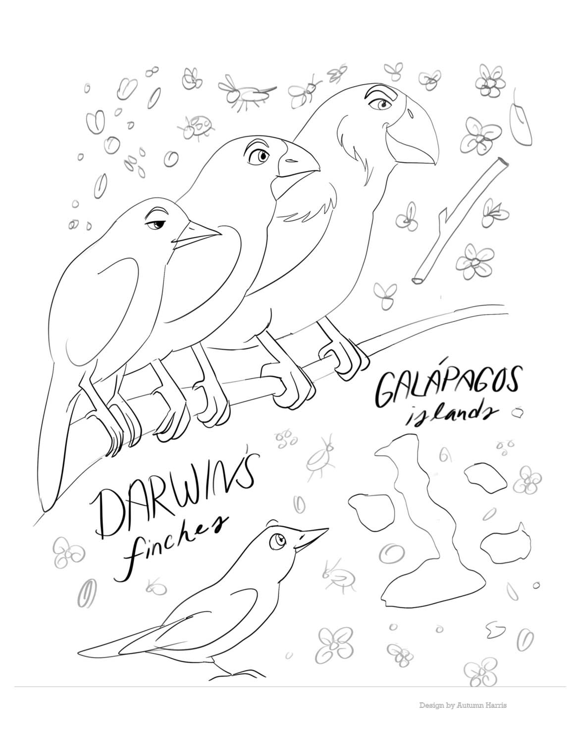 A coloring page of Darwin's finches.