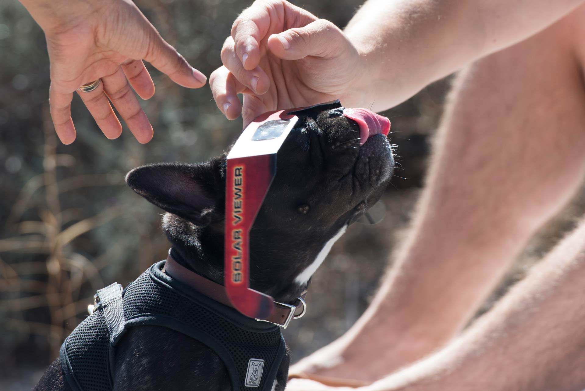 hands adjusting eclipse glasses on a dog