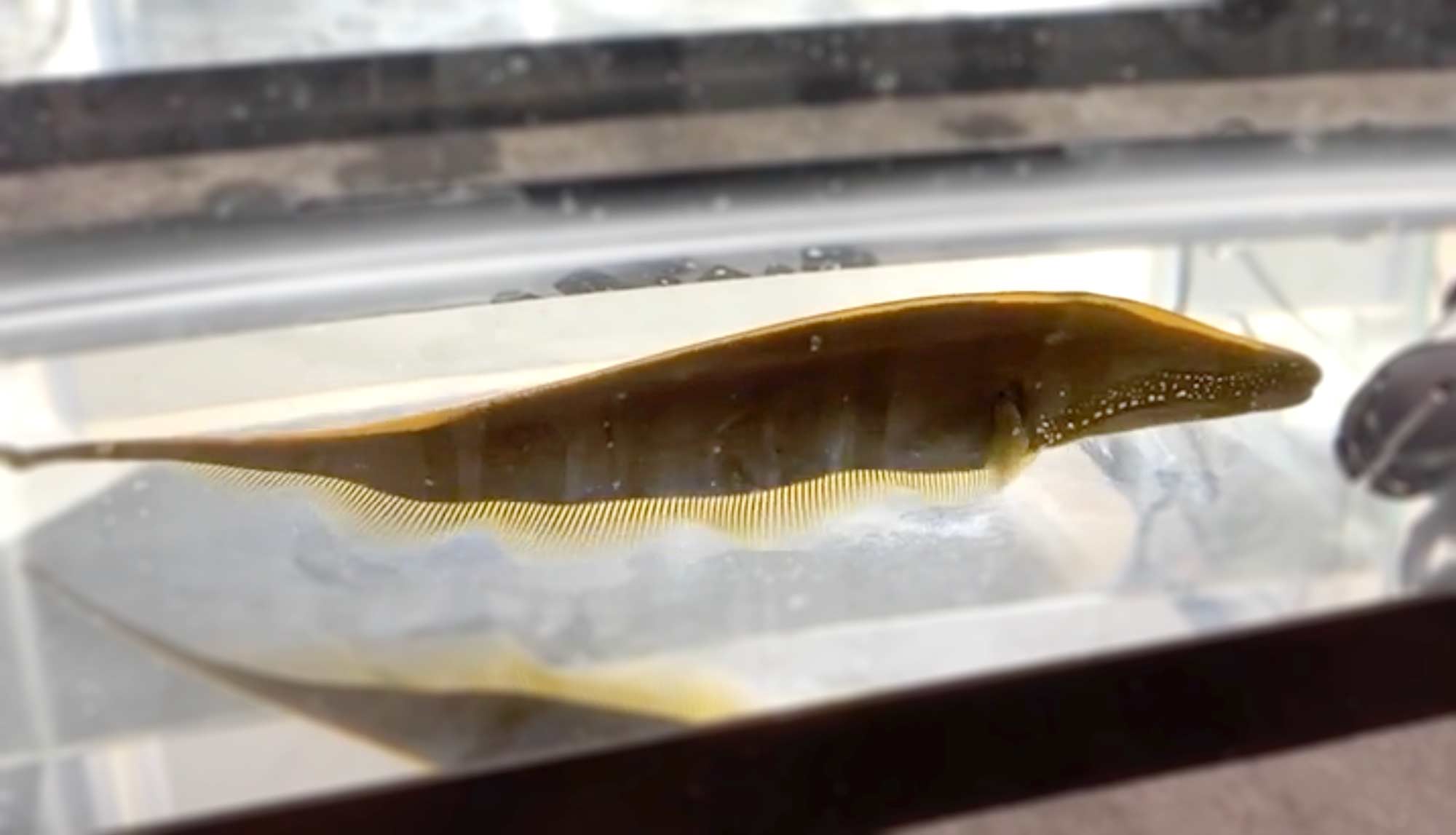 electric fish in clear tank