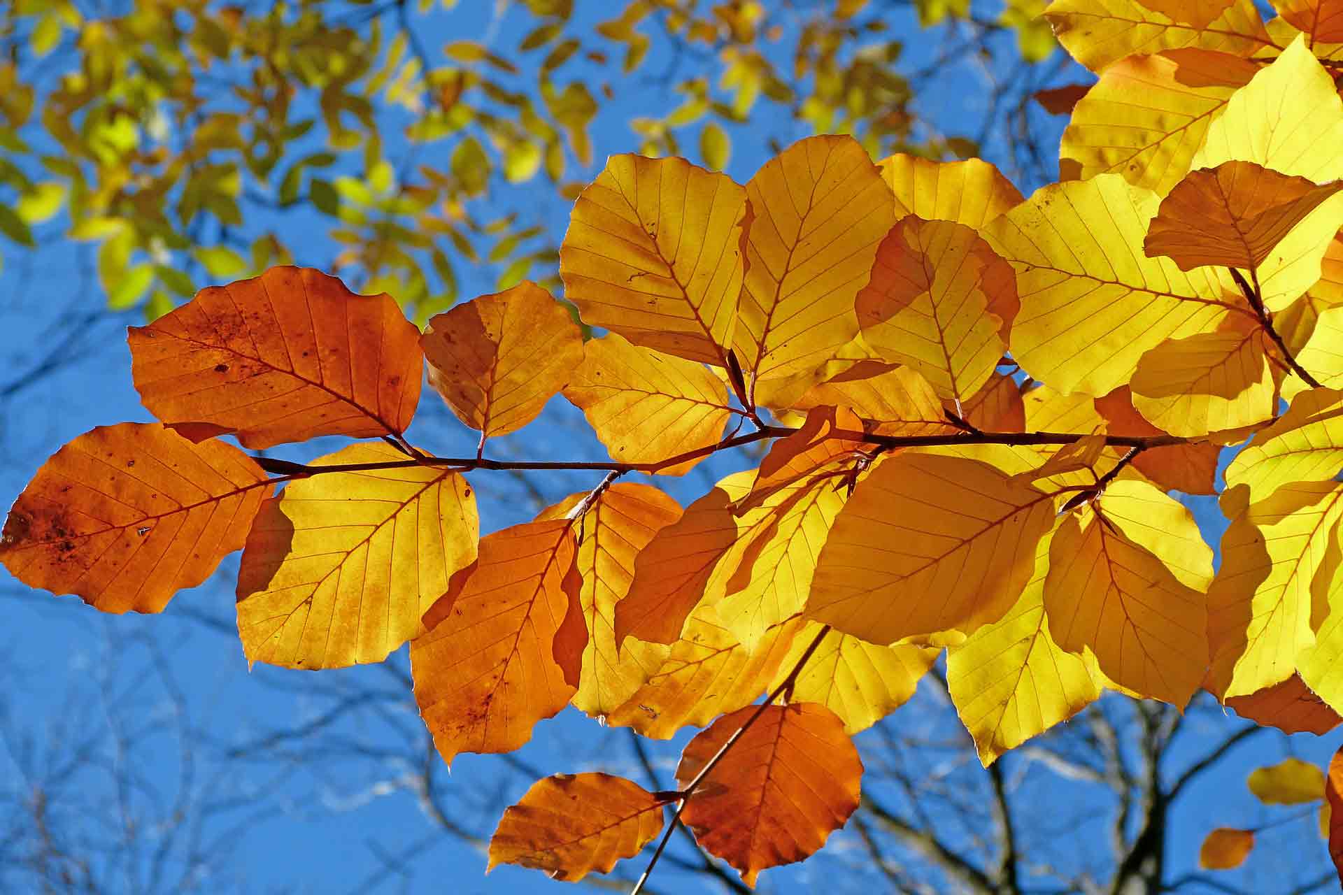 fall folliage leaves in multiple fall colors 