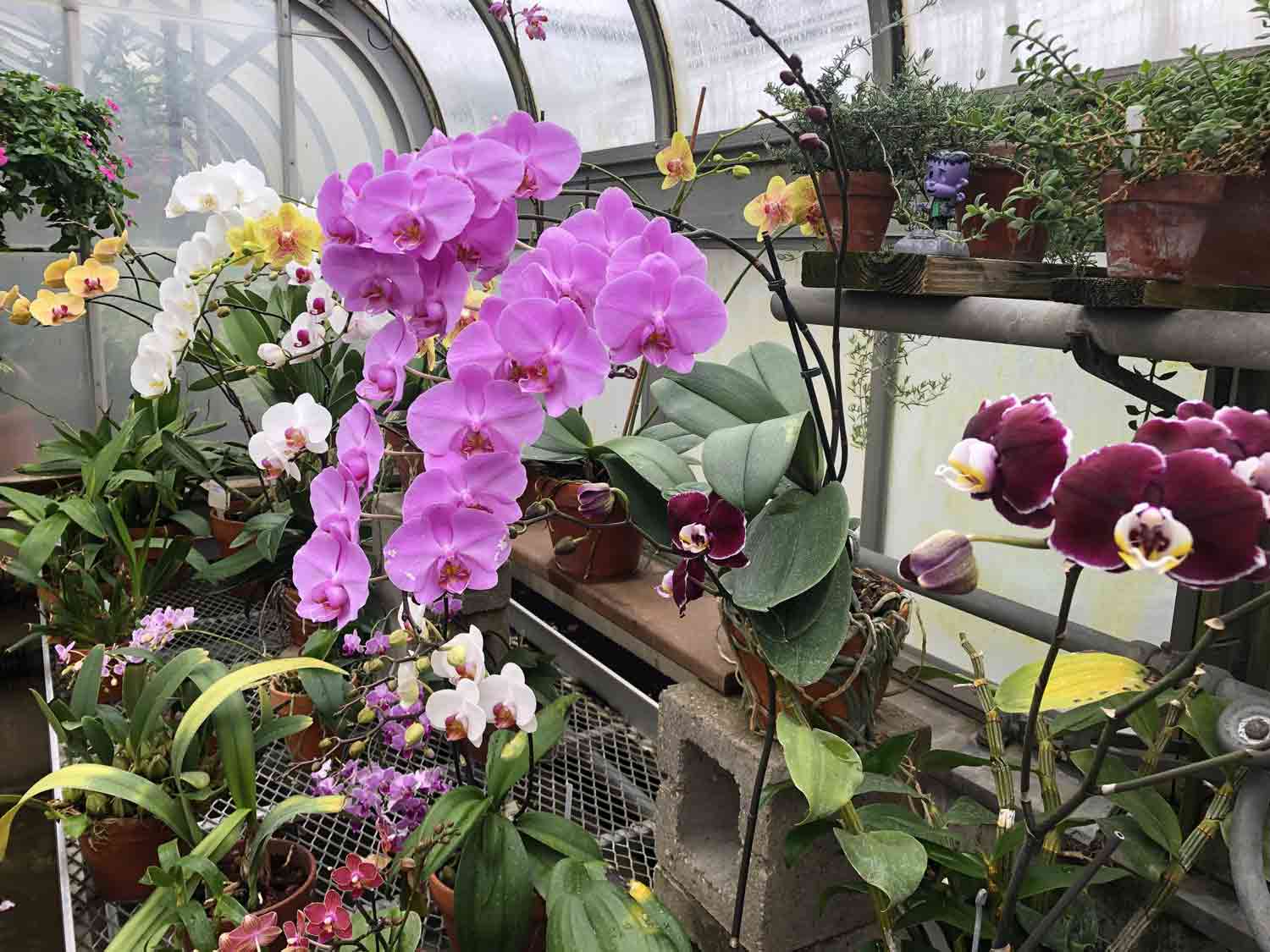 A variety of orchids and other plants inside a greenhouse.