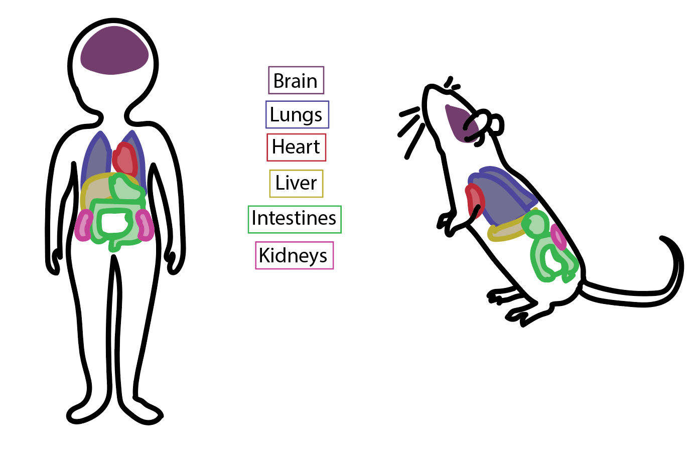 picture of human organs and list of organs and mouse 