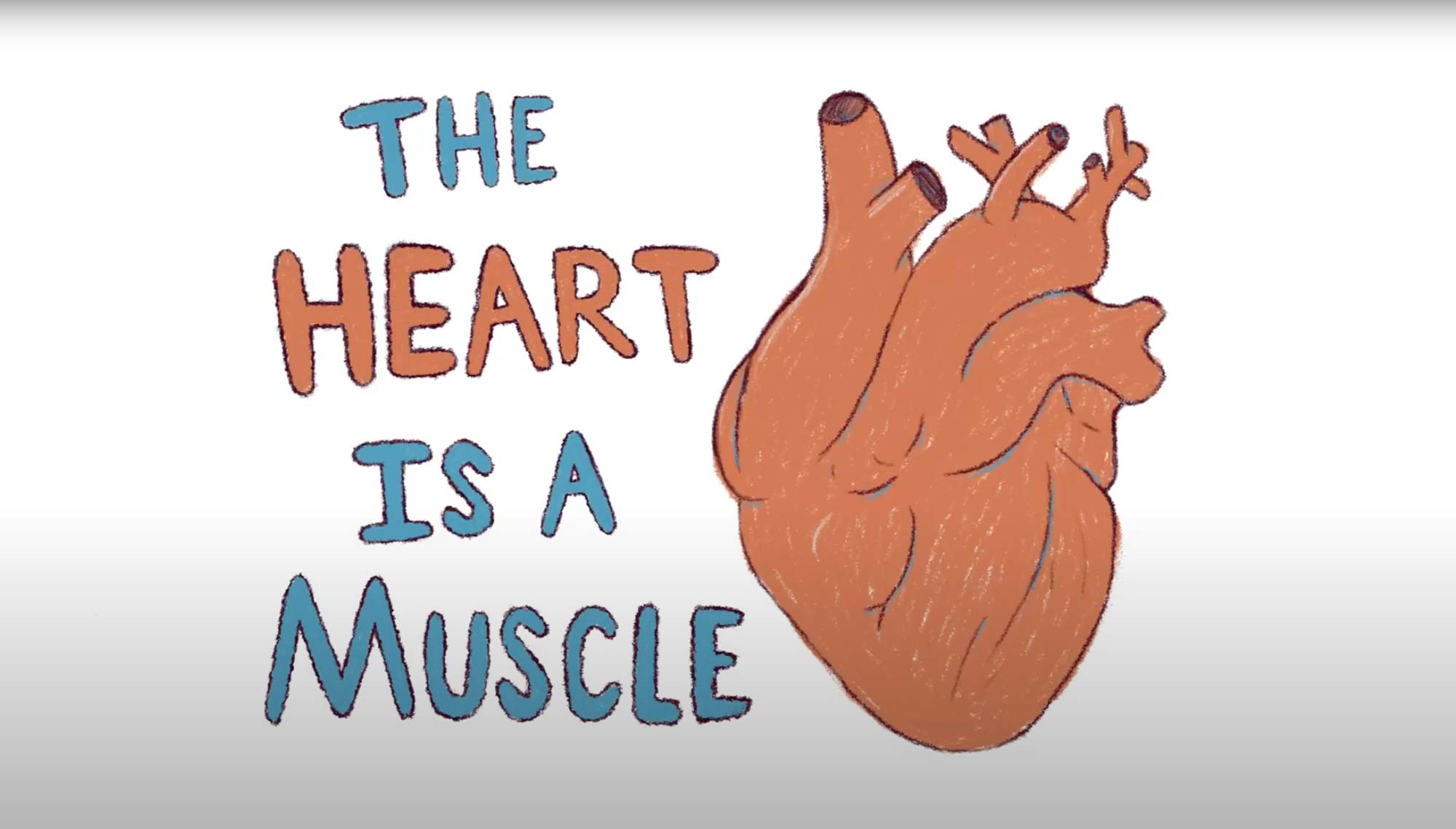 illustration of heart: the heart is a muscle