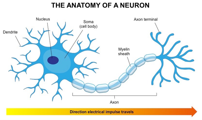 diagram of the anatomy of a neuron: electrical impulse travels from first to last structures in the list: dendrite, nucleus, soma (cell body) myelin sheath, axon terminal