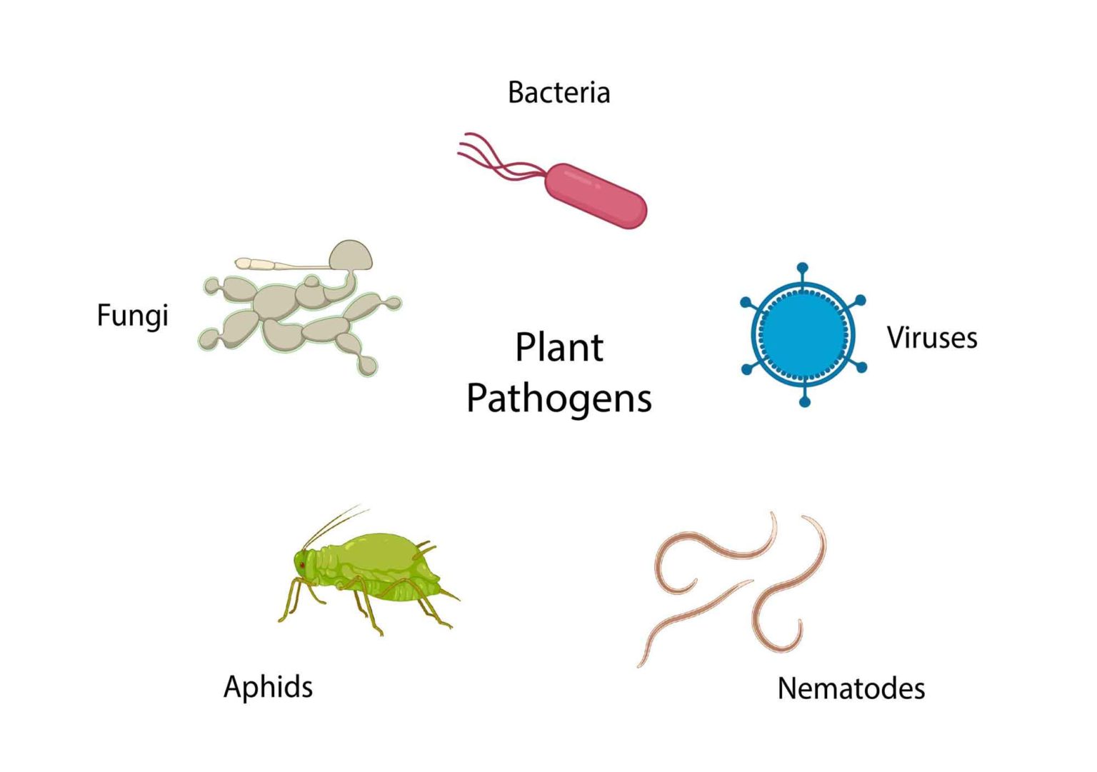 picture of different bacteria