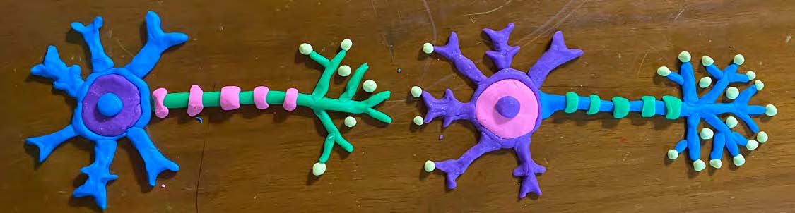 Handmade play-doh models of two neurons on a wooden surface.