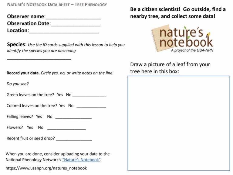 Tree ID cards for sugar maple, sycamore, tulip poplar, and white oak.