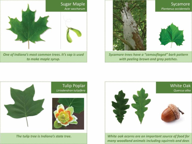 Tree ID cards for sugar maple, sycamore, tulip poplar, and white oak.