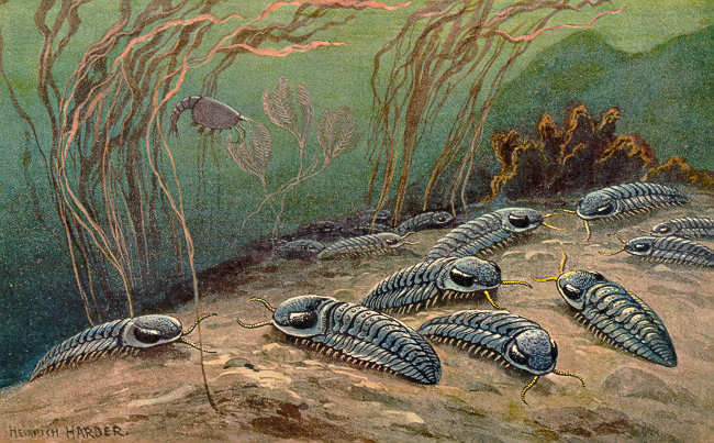 An illustration of trilobites on the ocean floor.