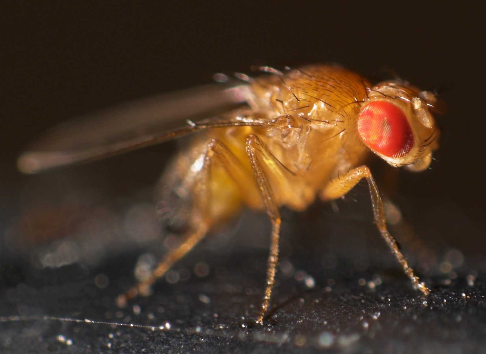 how-to-actually-get-rid-of-fruit-flies-modern-farmer