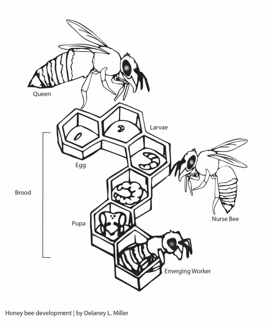 Honey Bee Biology Basics - FARAD's Species Pages