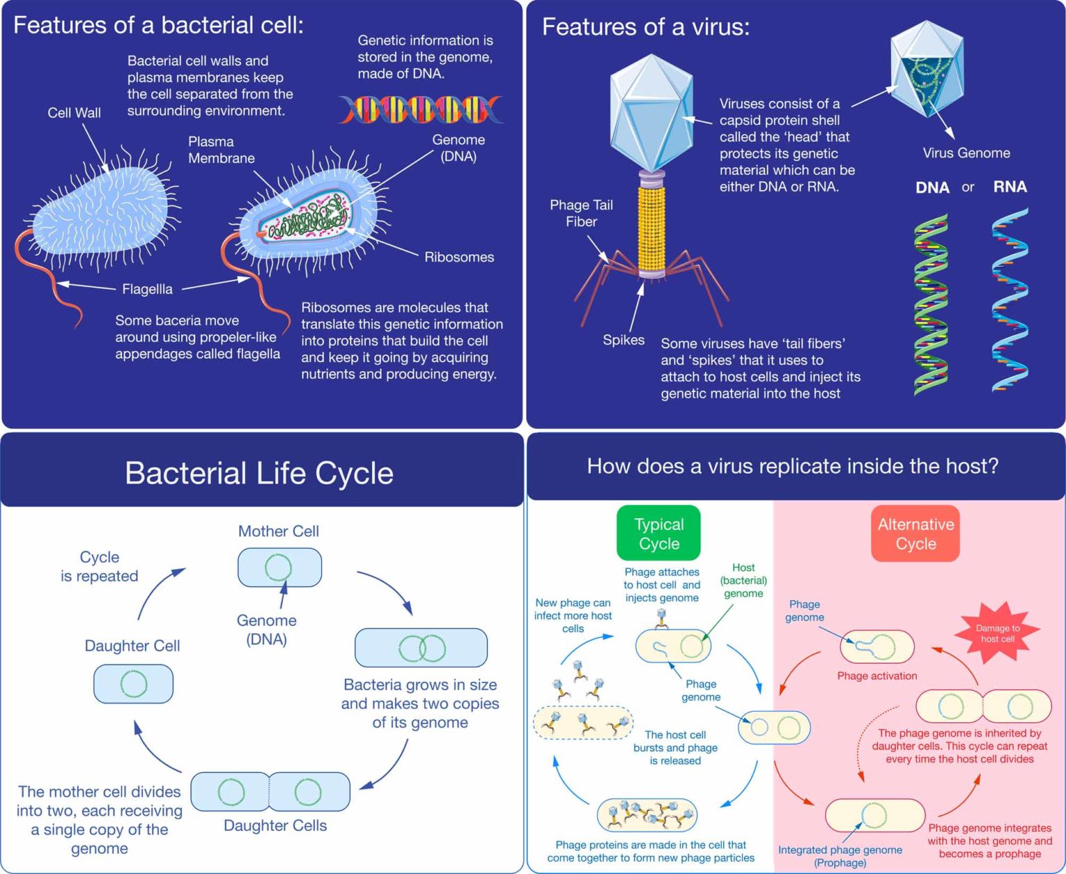 virus-definition-meaning-dictionary