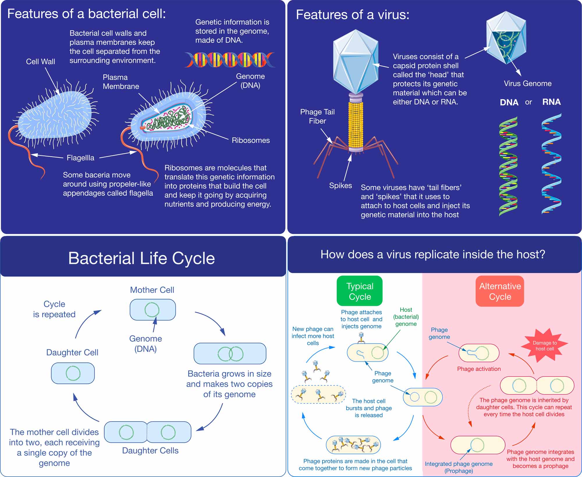 Bacteriophages are viruses that infect bacteria but are harmless