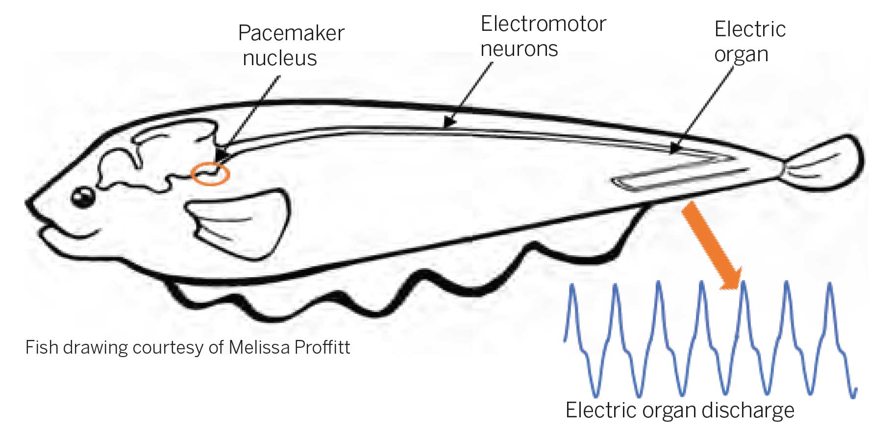 How does an electric fish get its charge?