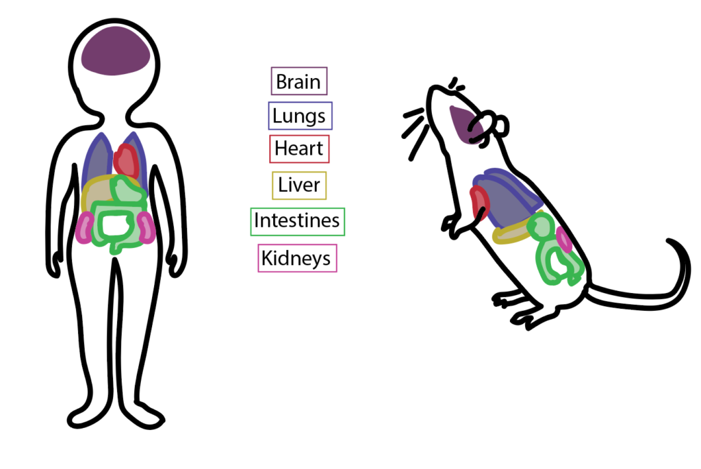 diagram of human and mouse comparing location of brain, lungs, heart, liver, intestines, and kidneys