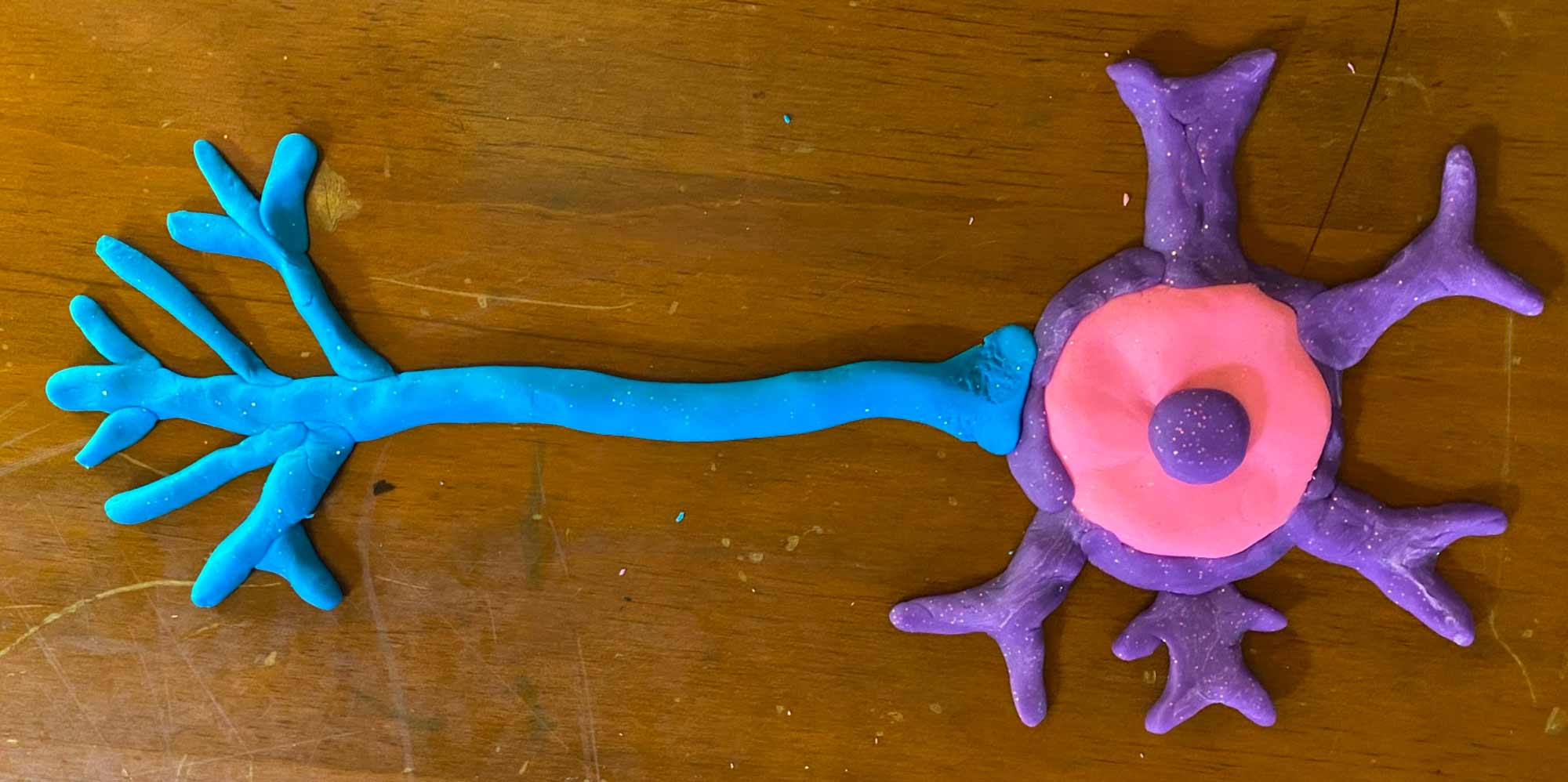 Motor Neurons Part 1 – Build a Neuron with Playdough