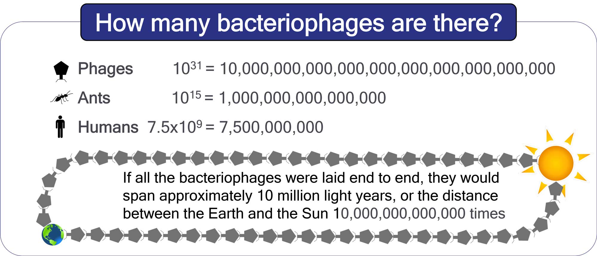 Bacteriophages are viruses that infect bacteria but are harmless
