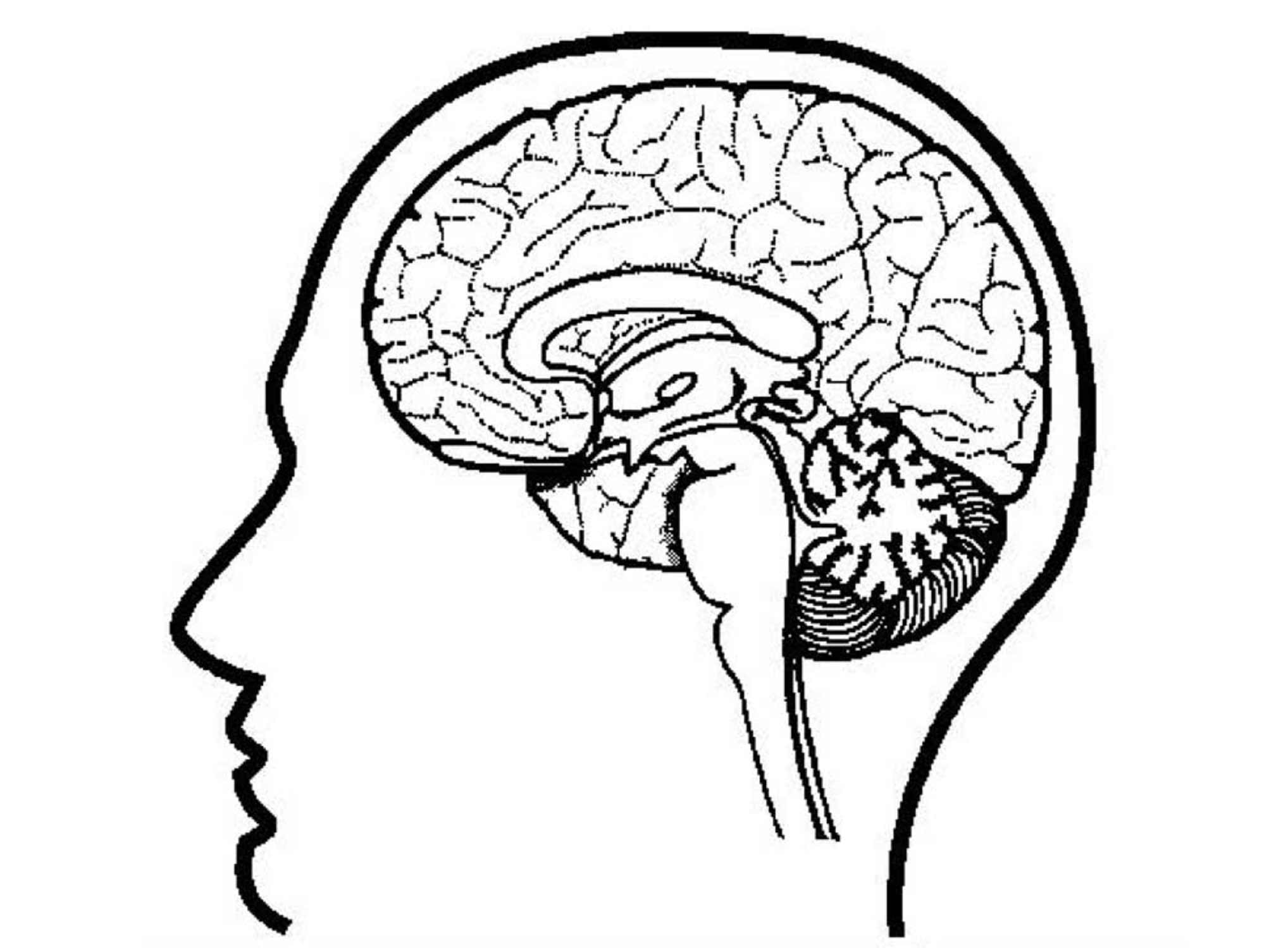 Psychology Brain Anatomy Coloring Page Sketch Colorin - vrogue.co